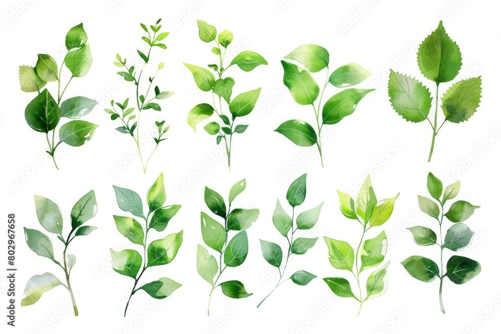 A collection of green leaves on a white background. Perfect for botanical designs