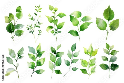 A collection of green leaves on a white background. Perfect for botanical designs