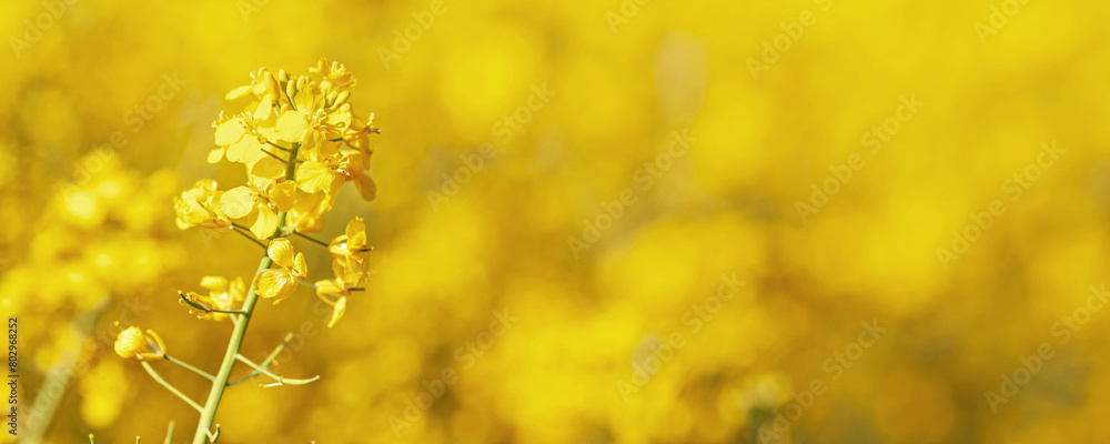 Canola field. Rapeseed plant, colza rapeseed for green energy. Yellow rape flower for healthy food oil on field. Springtime flowering Canola field. Rapeseed plant, colza rapeseed for green energy. Yellow rape flower for healthy food oil on field. Springtime flowering