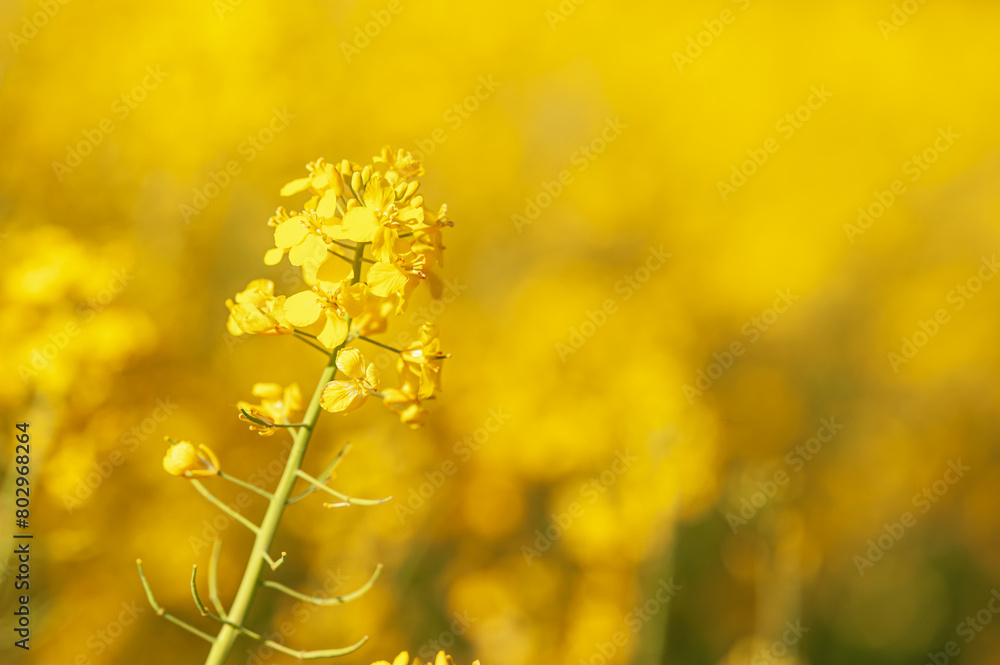 Canola field. Rapeseed plant, colza rapeseed for green energy. Yellow rape flower for healthy food oil on field. Canola field. Rapeseed plant, colza rapeseed for green energy. Yellow rape flower for healthy food oil on field.