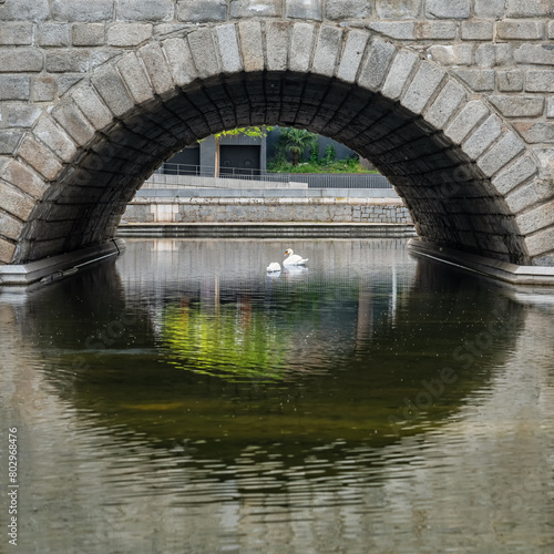Stone arch of the bridge framing swans swimming in the water of the Manzanares River, Madrid. photo