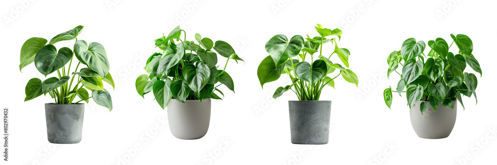 Set of A Philodendron tropical leaves in a container on a transparent background Set of A Philodendron tropical leaves in a container on a transparent background