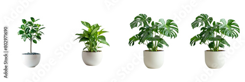 Set of A plant  flat on a transparent background