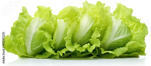 A copy space image of iceberg lettuce with a white background photo