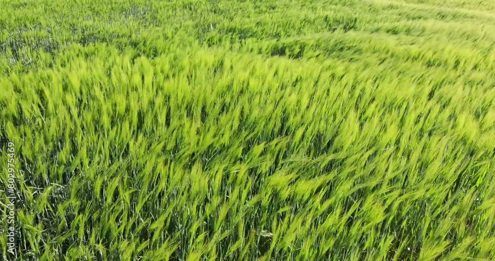 Barley field dance in the wind, close-up beautiful sunny day rural scene Barley field dance in the wind, close-up beautiful sunny day rural scene