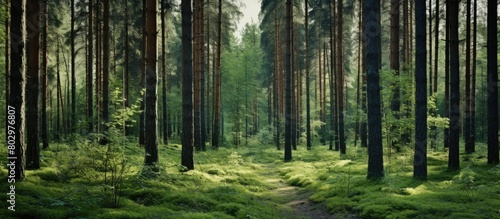A beautiful copy space image captures the serene and untouched nature of the Leningrad region forest © vxnaghiyev