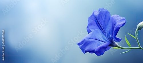 A close up image of the blue Telang flower also known as the butterfly pea flower with copy space