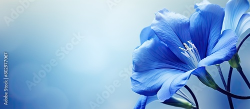 A close up image of the blue Telang flower also known as the butterfly pea flower with copy space photo