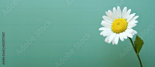 A close up of a camomile fl...