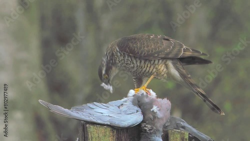 Female Sparrowhawk (Accipiter nisus) feeding on a pigeon, slow motion