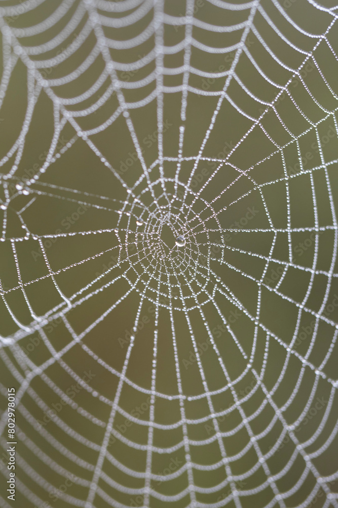 tela de araña capturada en un dia lluvioso