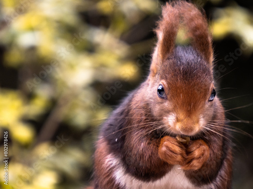 Εκτύπωση καμβά Ardilla(Sciuridae) comiendo alimento obtenido del bosque
