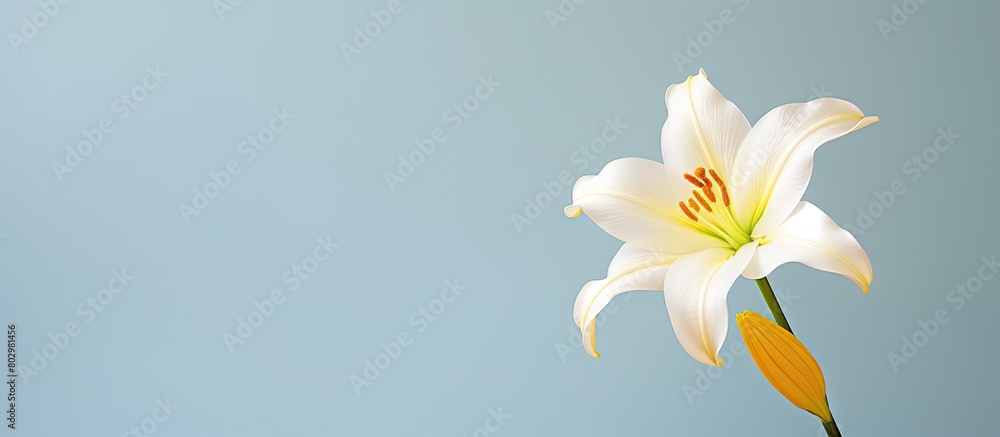 A beautifully lit white and yellow Easter lily stands out against a bright backdrop with a copy space image