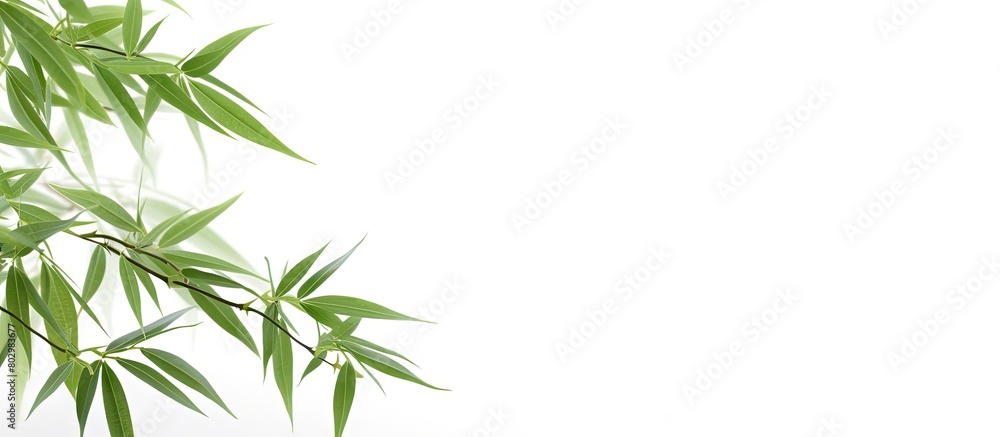 Fototapeta premium A copy space image of isolated bamboo leaves against a white background