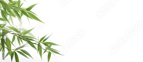 A copy space image of isolated bamboo leaves against a white background