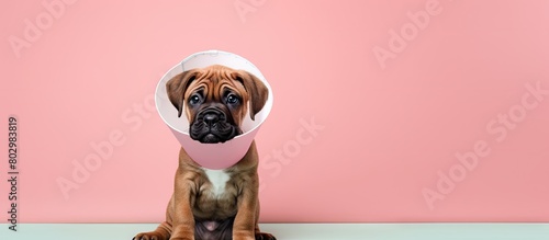 A cheerful and unwell Mastiff puppy wearing a protective cone collar around her neck poses with an empty list in a copy space image