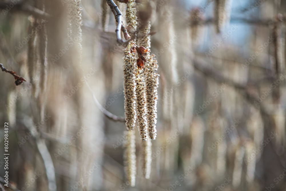 Backlit cluster of male Quaking Aspen (Populus tremuloides) catkins, under the soft spring sun