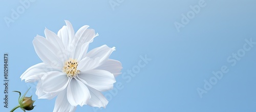A beautiful white flower with a copy space image photo