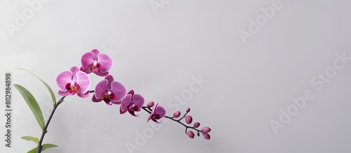 A beautiful orchid blossom on a grey background with plenty of copy space for additional images or text