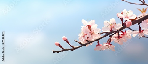 A blooming spring japonica flower on a branch with copy space for additional elements