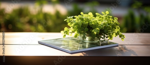 A copy space image of Callisia repens placed on a table outside on the balcony photo