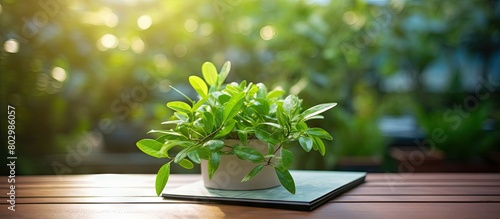 A copy space image of Callisia repens placed on a table outside on the balcony photo