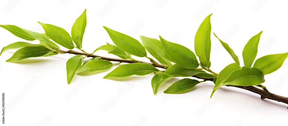 Obraz premium A close up of a branch with young vibrant green tea leaves isolated on a white background The leaves are freshly picked from an organic tea plantation providing a representation of homegrown healthy
