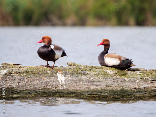Two red-crested pochards resting on a log by the Danube river