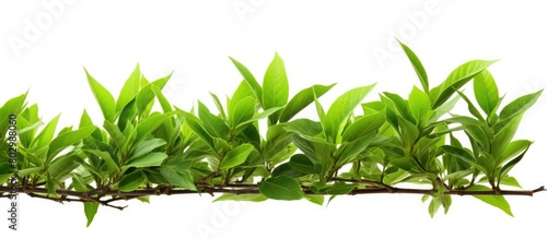 A close up of a branch with young vibrant green tea leaves isolated on a white background The leaves are freshly picked from an organic tea plantation providing a representation of homegrown healthy