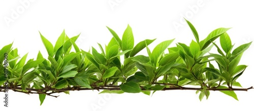 A close up of a branch with...