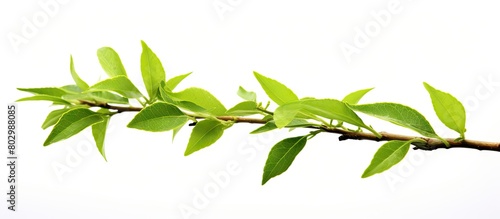 A close up of a branch with...