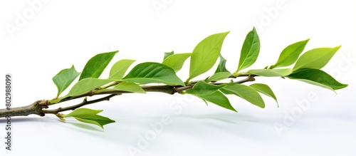 A close up of a branch with...