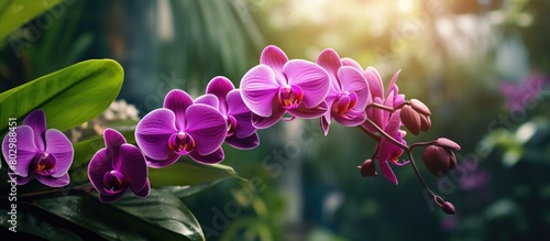 A beautiful purple phalaeno...