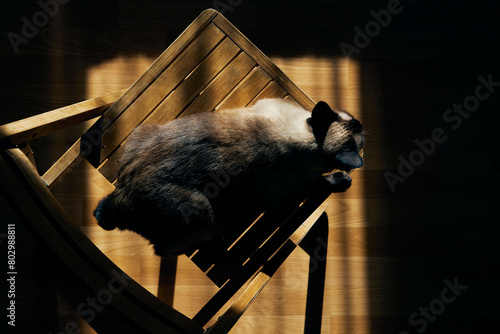 Top view of mekong bobtail cat lying wooden chair in the rays of the setting sun