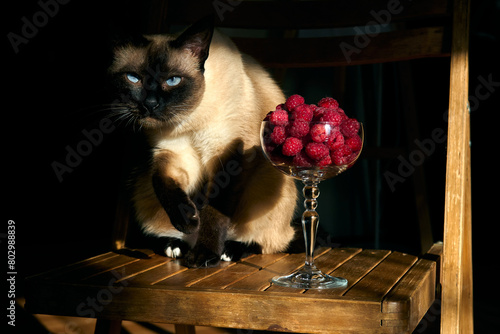 A glass with raspberries on a wooden chair and a mekong bobtail cat in the rays of the setting sun