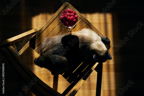 Top view of glass with raspberries on wooden chair and mekong bobtail cat in the rays of the setting sun