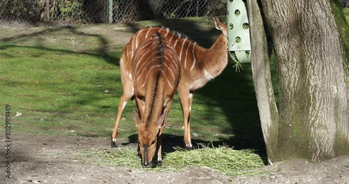 The nyala, Tragelaphus angasii is a spiral-horned antelope native to Southern Africa. It is a species of the family Bovidae and genus Nyala, also considered to be in the genus Tragelaphus. 