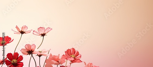 A background with solitary flowers providing ample empty space for an image photo