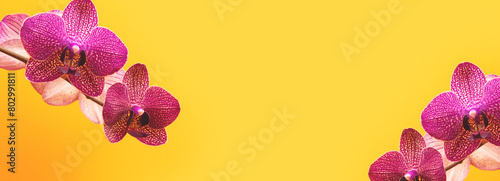 Pink orchid flowers in front of yellow background. Banner with copy space.