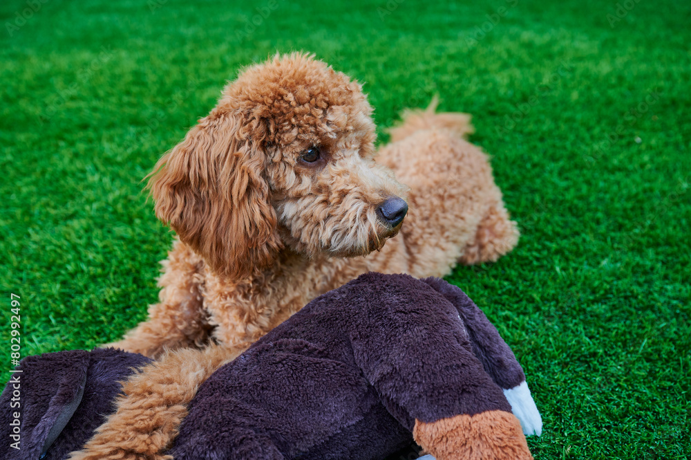 Red-haired miniature poodle freshly groomed in the garden with his cuddly toy Red-haired miniature poodle freshly groomed in the garden with his cuddly toy