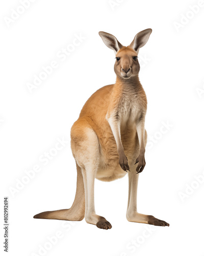 A kangaroo stands attentively, its muscular build and iconic posture highlighted against. Generative AI