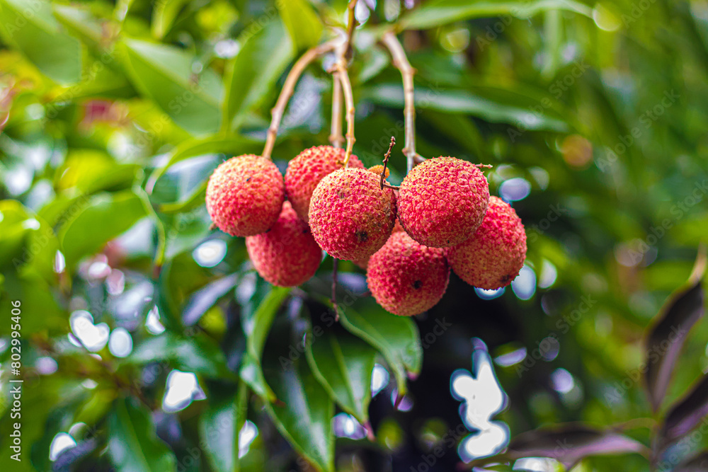 Obraz premium Letchi de La Réunion