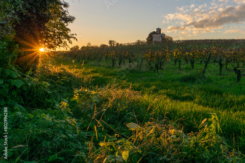 vigneti nella franciacorta al tramonto. brescia, lombardia italia