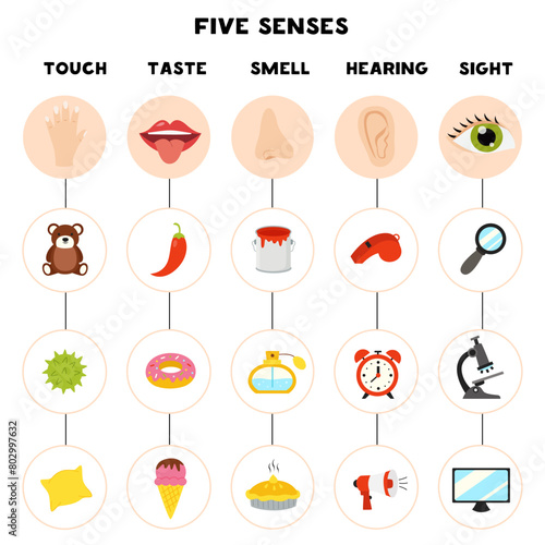 Five senses poster. Vector illustration. Sense organs.
