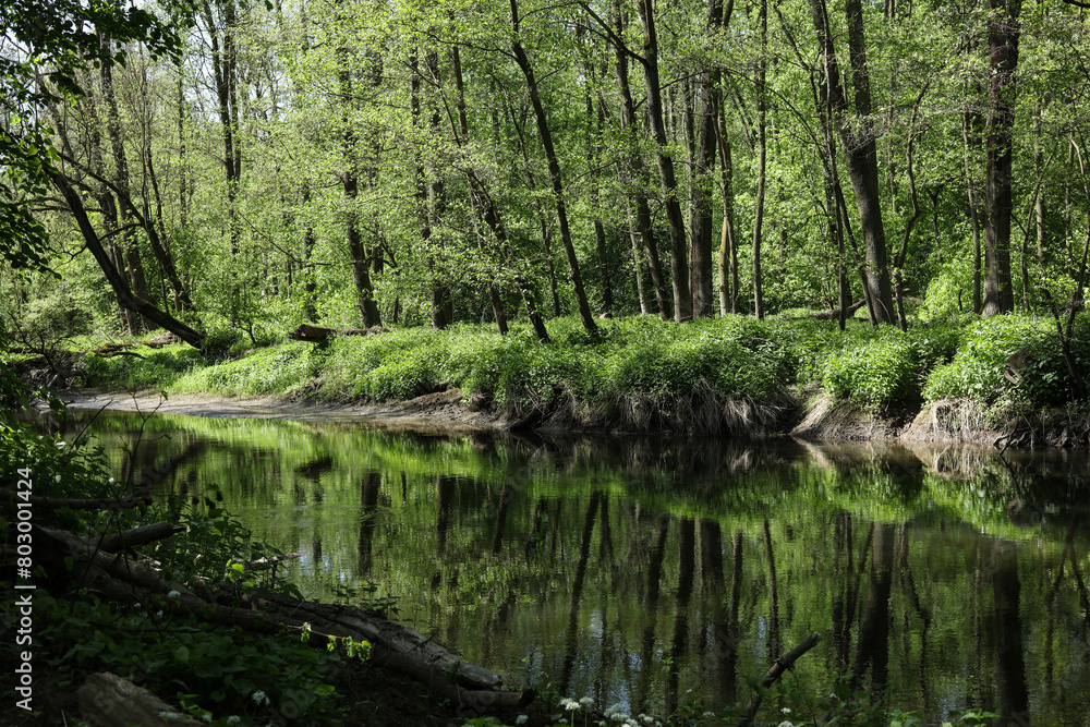 beautiful view of the river in the forest