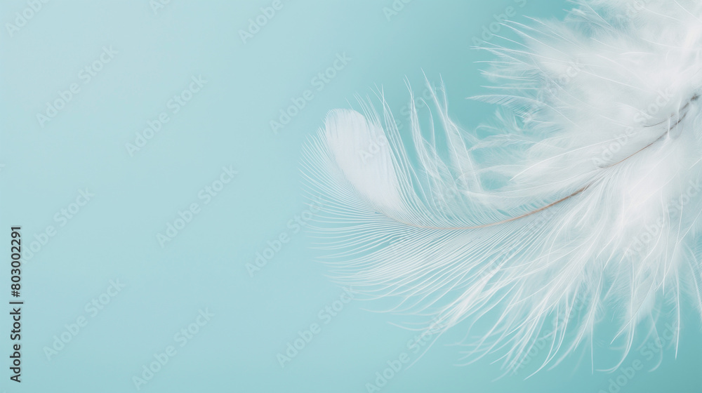 Fluffy white feather on a pale green background with copy space Fluffy white feather on a pale green background with copy space