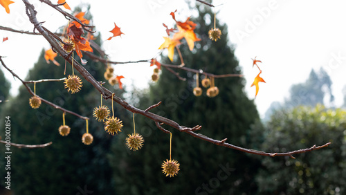 Spiny seed pods. American sweetgum tree ball, Liquidambar styraciflua photo