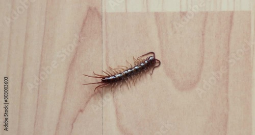 Brown centipede on the floor photo