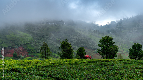Exploring Ooty Tea Gardens: Insights into Tea Cultivation and Workers in High-Resolution stock photos collection