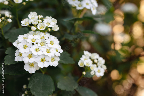 Spirea bush with delicate white flowers. Springtime nature. Spring park landscape. May flower. Beauty in nature. White spirea in bloom. Floral background. White flowers on deep green foliage
